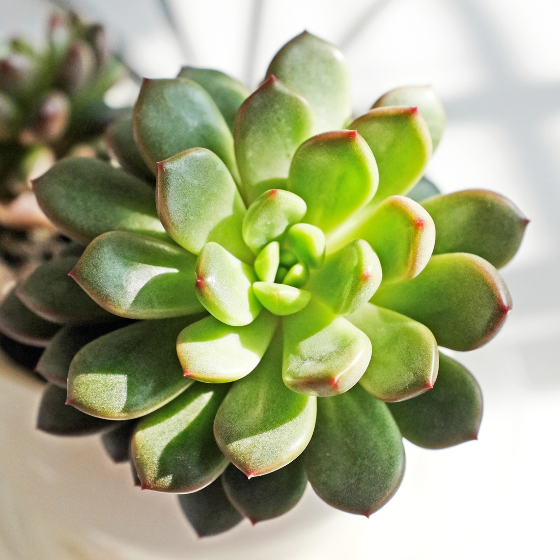 Echeveria agavoides ★ WAX ECHEVERIA