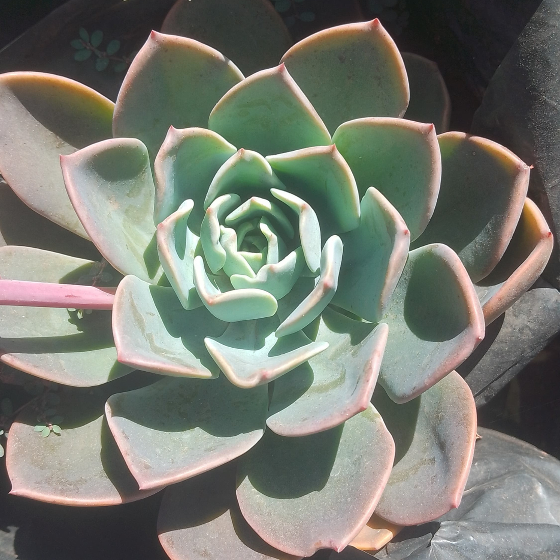 Echeveria secunda ★ GLAUCOUS ECHEVERIA