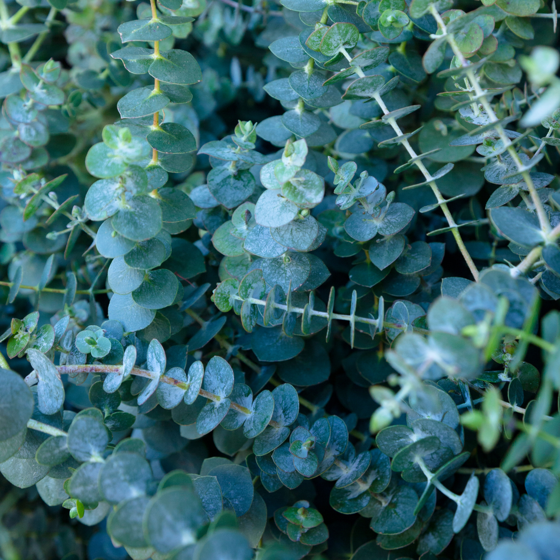 Eucalyptus cinerea ★ SILVER DOLLAR EUCALYPTUS