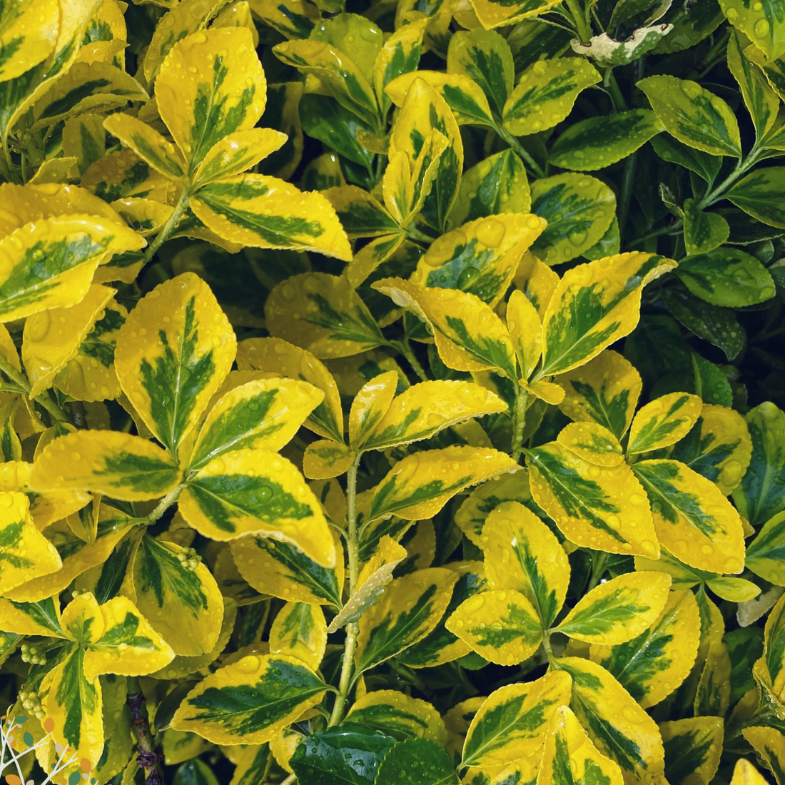 Euonymous fortunei ★ CLIMBING EUONYMUS