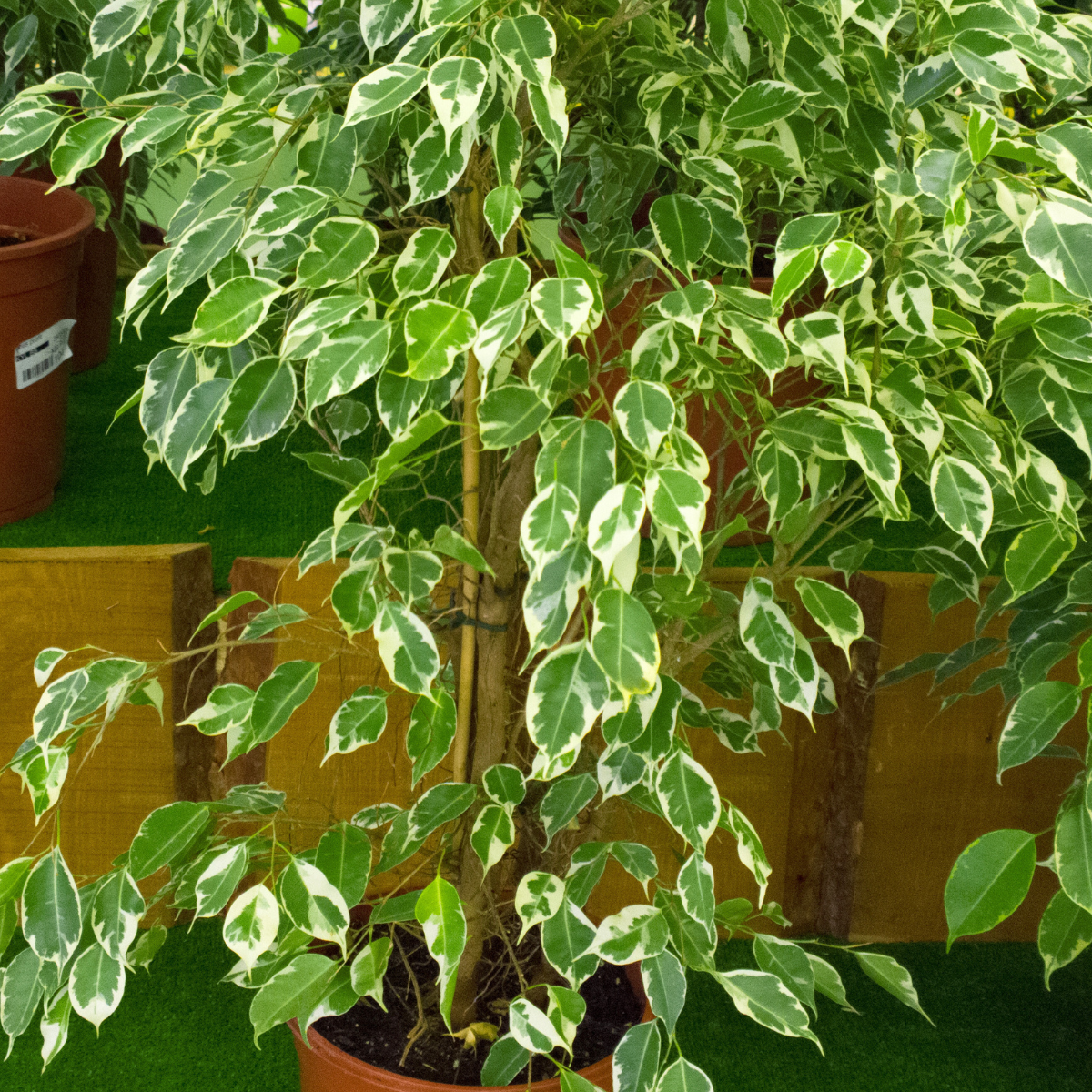 Ficus benjamina variegata ★ VARIEGATED WEEPING FIG