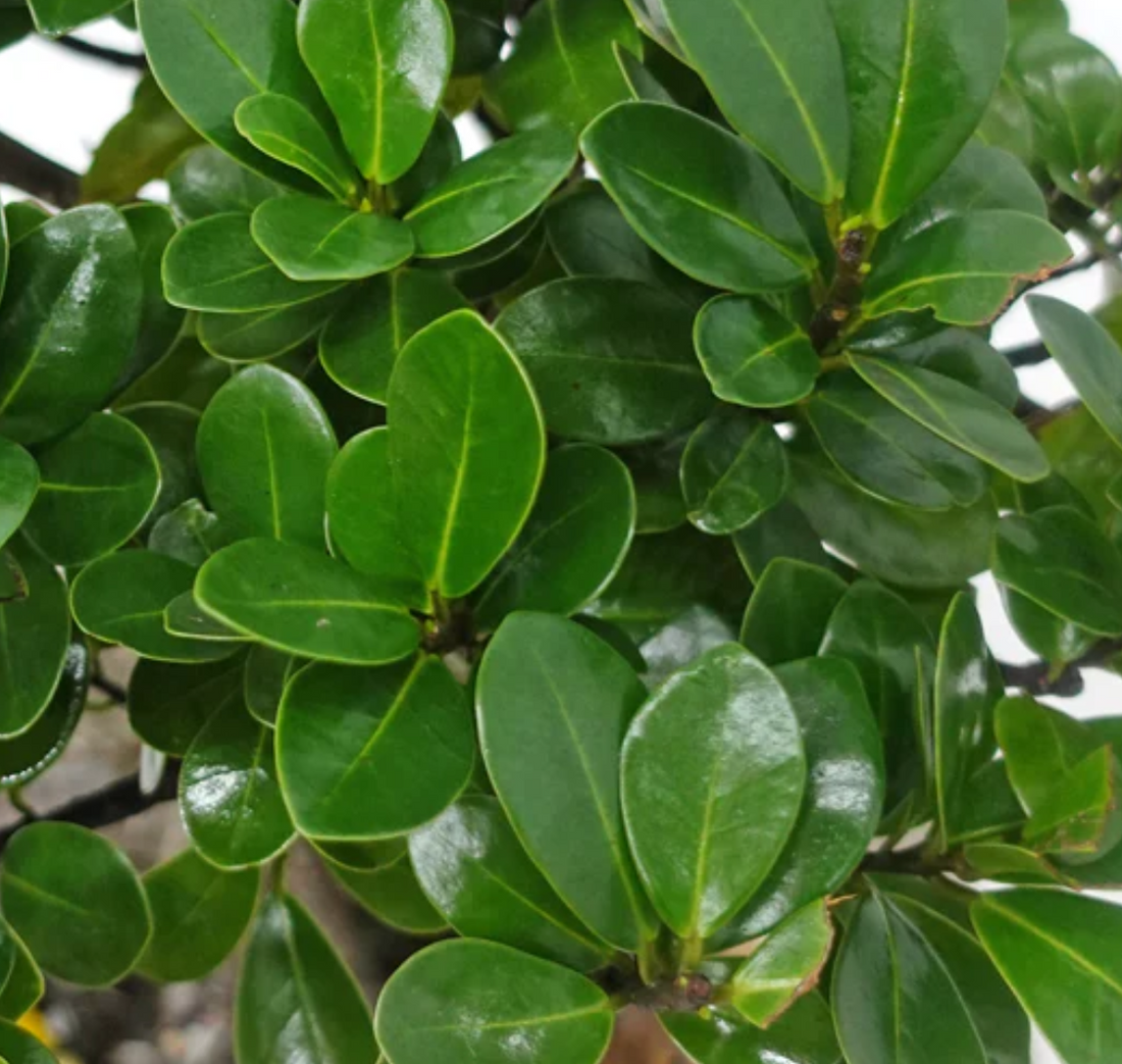 Ficus microcarpa ★ INDIAN LAUREL FIG