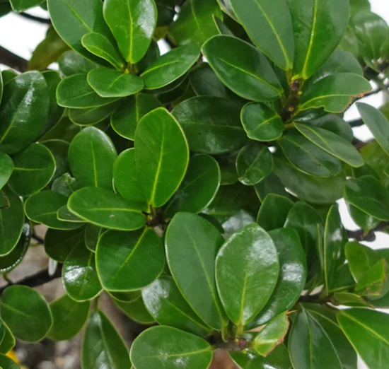 Ficus microcarpa ★ INDIAN LAUREL FIG