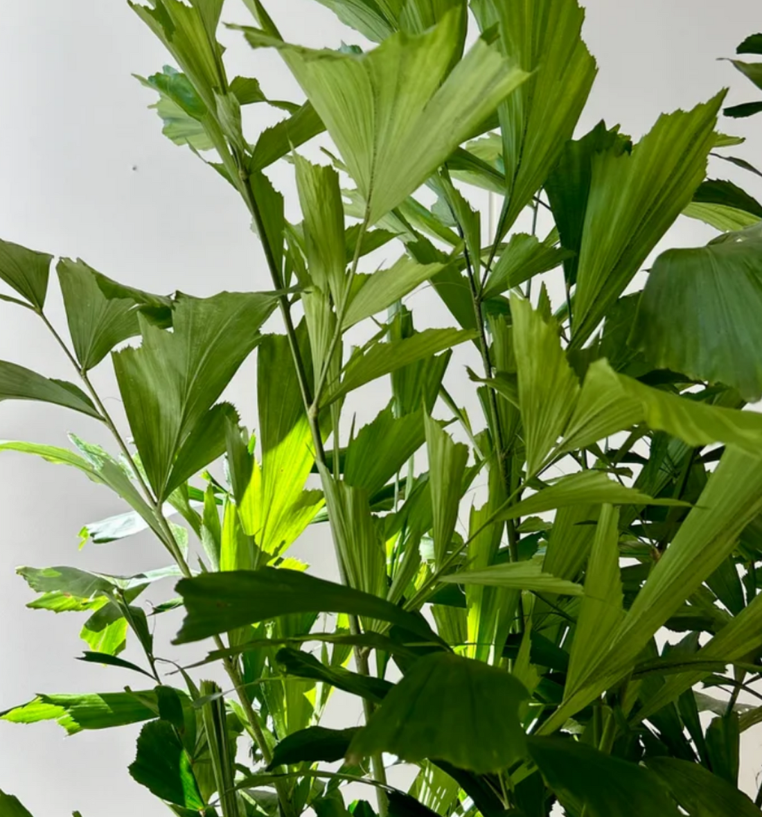 Caryota mitis ★ FISHTAIL PALM