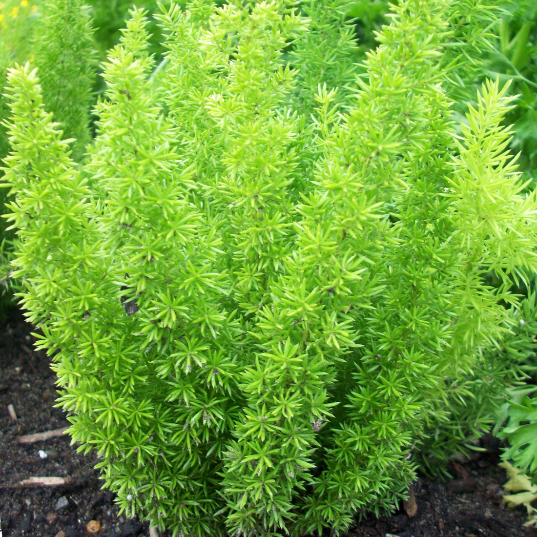 Asparagus densiflorus &