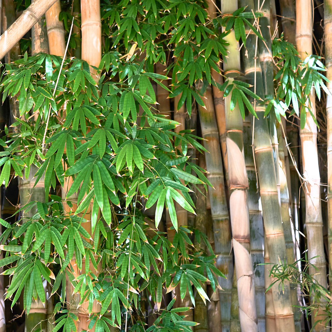 Dendrocalamus giganteus ★ GIANT BAMBOO