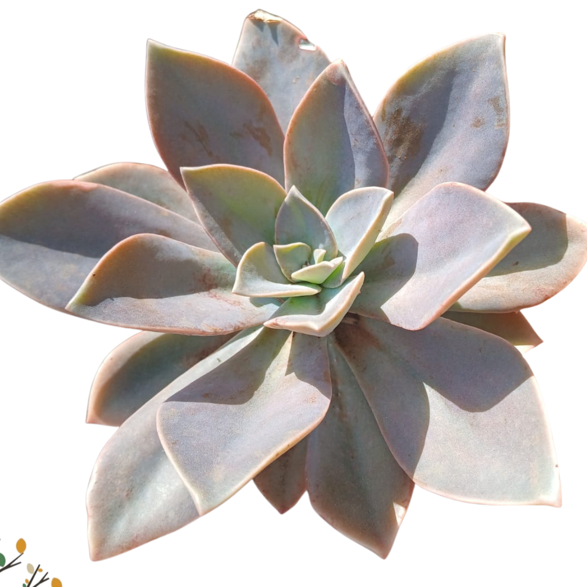 ×Graptoveria &