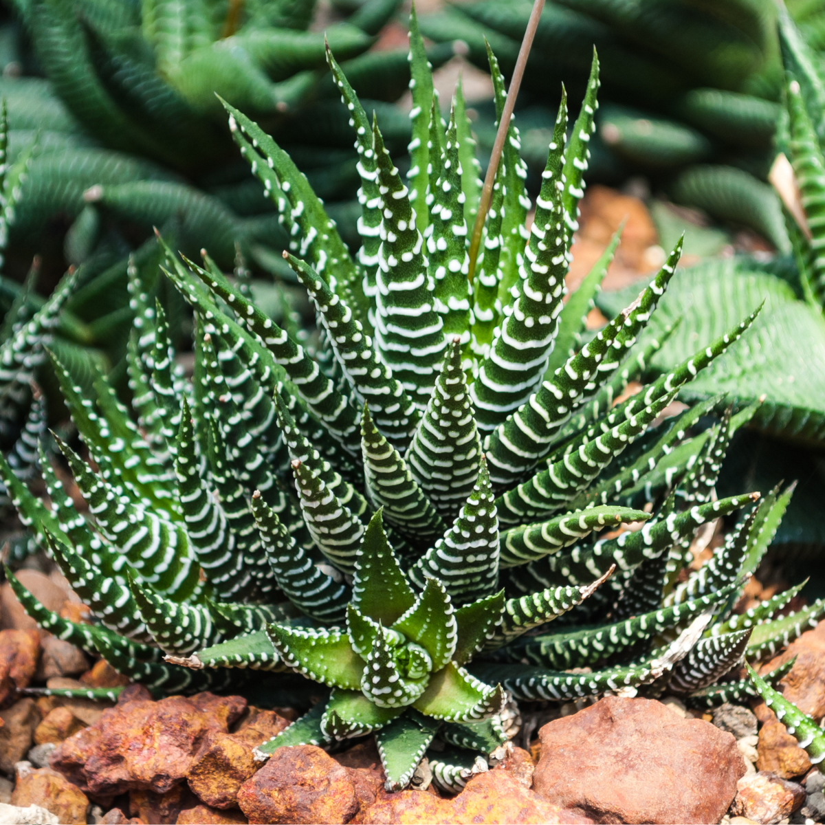 Haworthia attenuata ★ ZEBRA HAWORTHIA