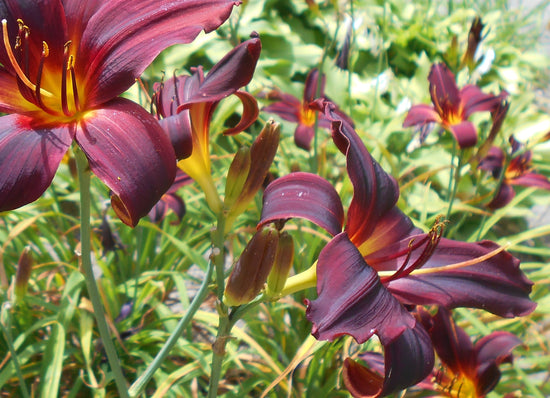 Hemerocallis sp. ★ MAROON DAY LILY