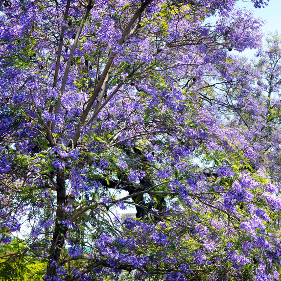 Jacaranda mimosifolia ★ JACARANDA