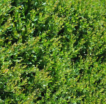 Ligustrum japonicum ★ Japonica
