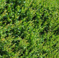 Ligustrum japonicum ★ Japonica
