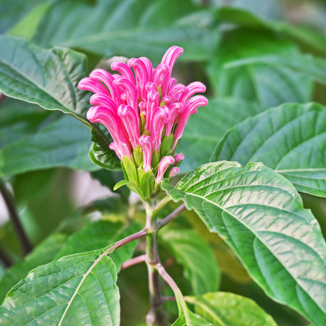Justicia carnea ★ BRAZILIAN PLUME