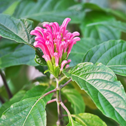 Justicia carnea ★ BRAZILIAN PLUME