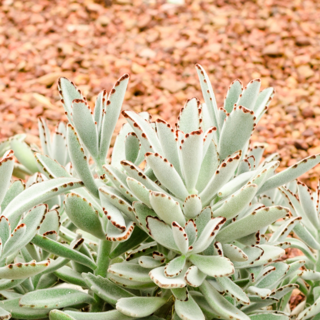 Kalanchoe tomentosa ★ PANDA SUCCULENT