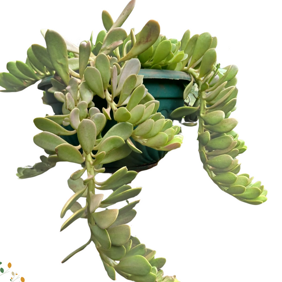 Kleinia petraea ★ TRAILING JADE