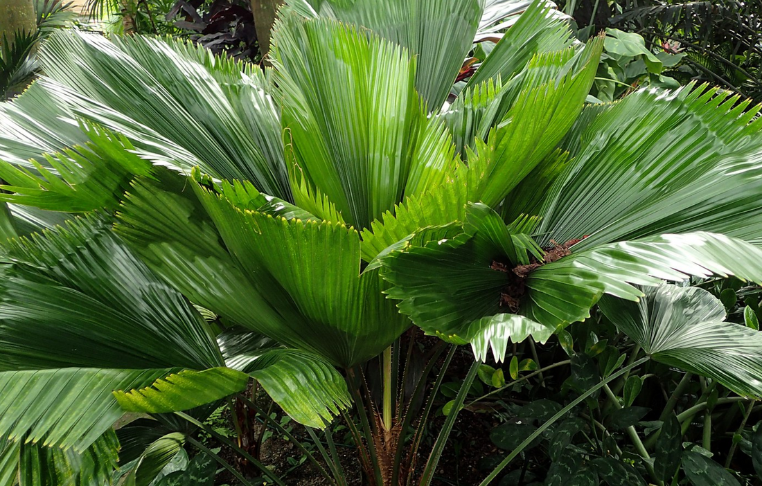 Licuala grandis ★ RUFFLE FAN PALM