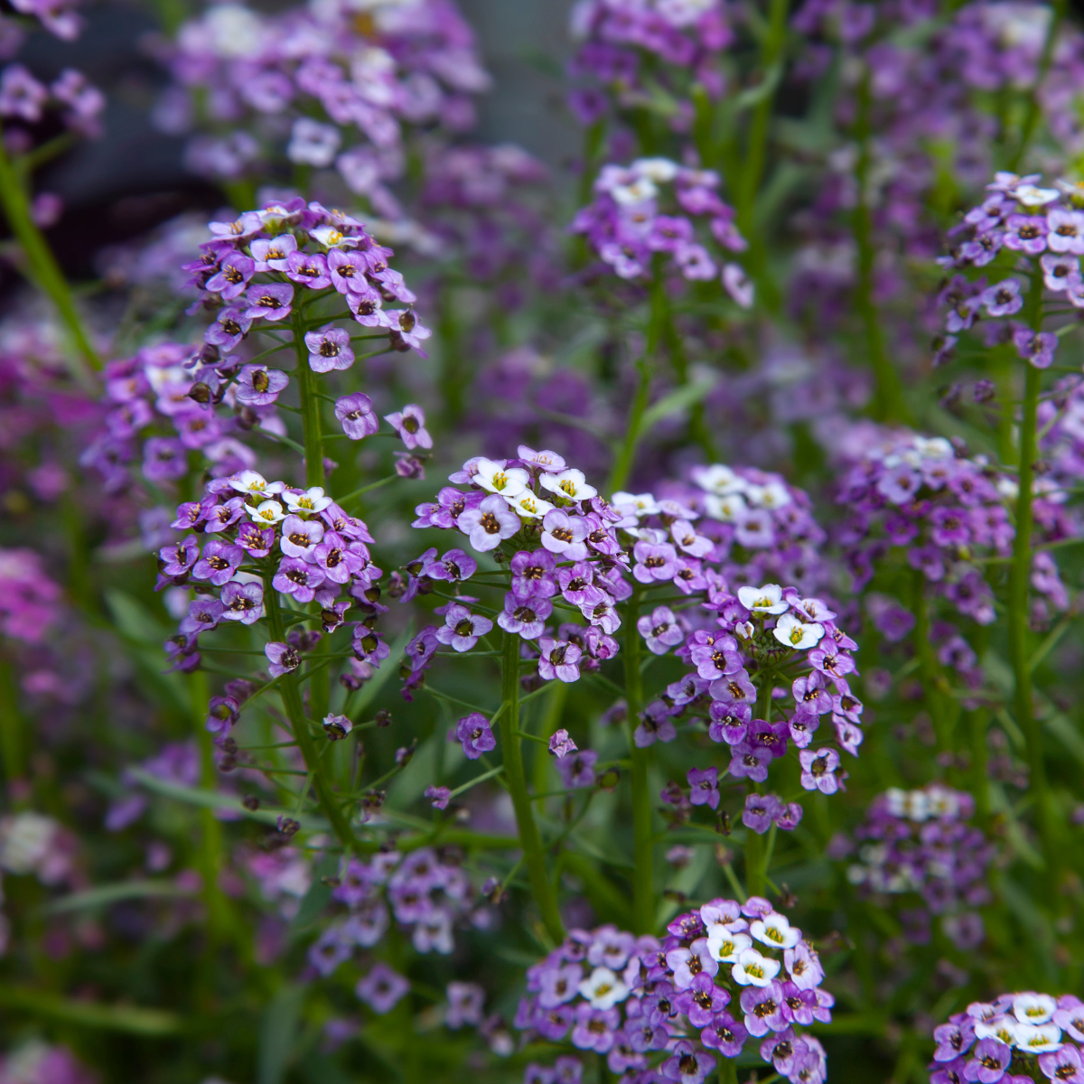 Lobularia maritima ★ SWEET ALYSSUM