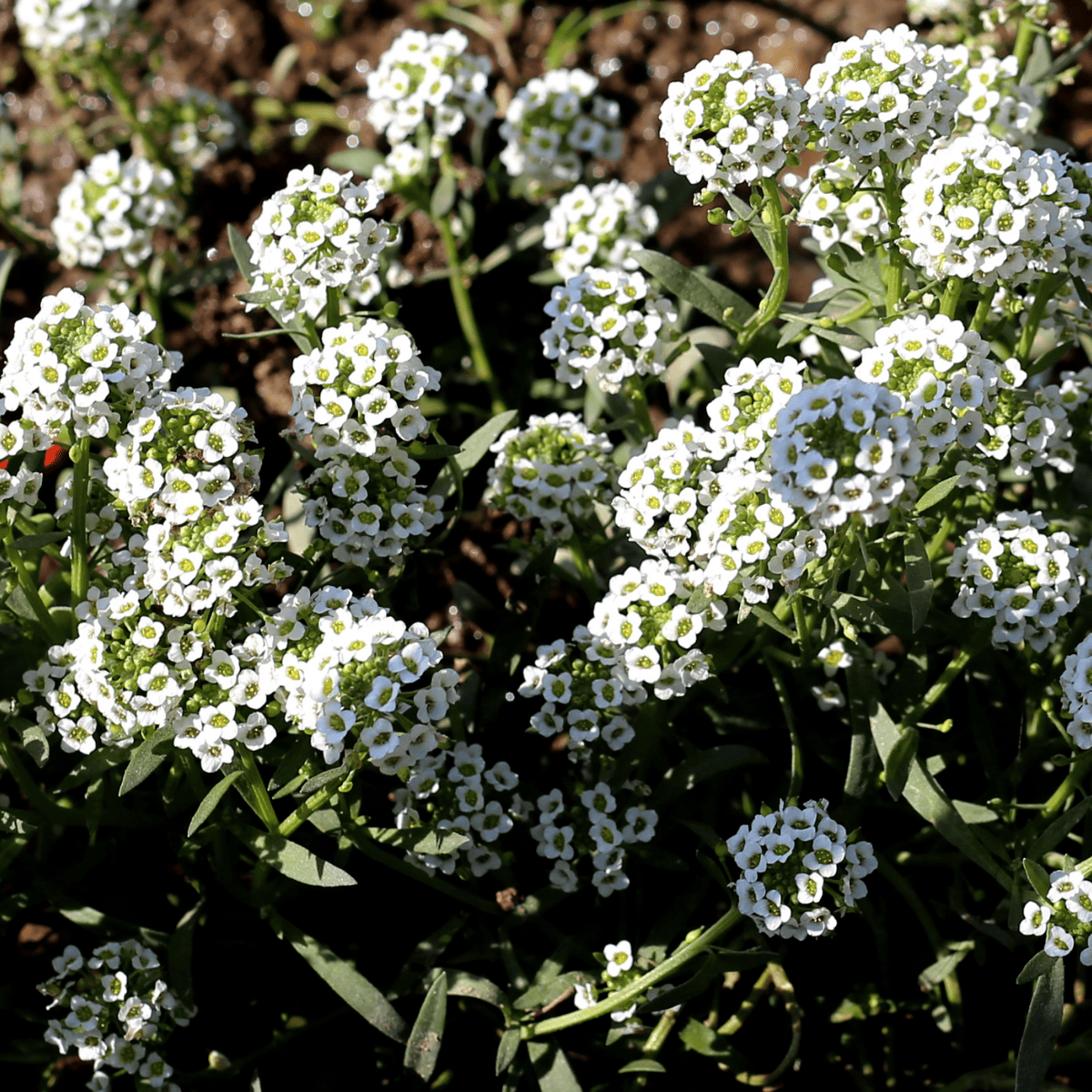 Lobularia maritima ★ SWEET ALYSSUM
