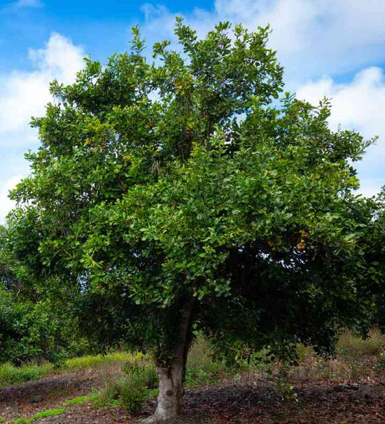 Macadamia tetraphylla ★ MACADAMIA NUT