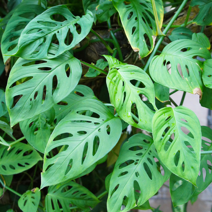 Monstera adansonii ★ SWISS CHEESE VINE