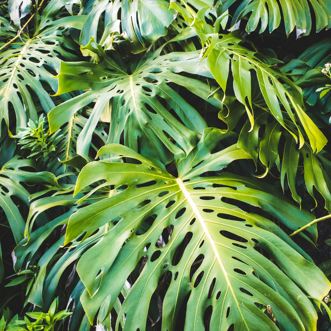 Monstera deliciosa ★ SWISS CHEESE PLANT