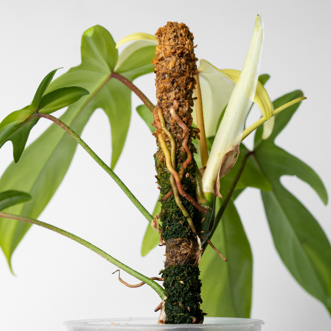 Moss pole