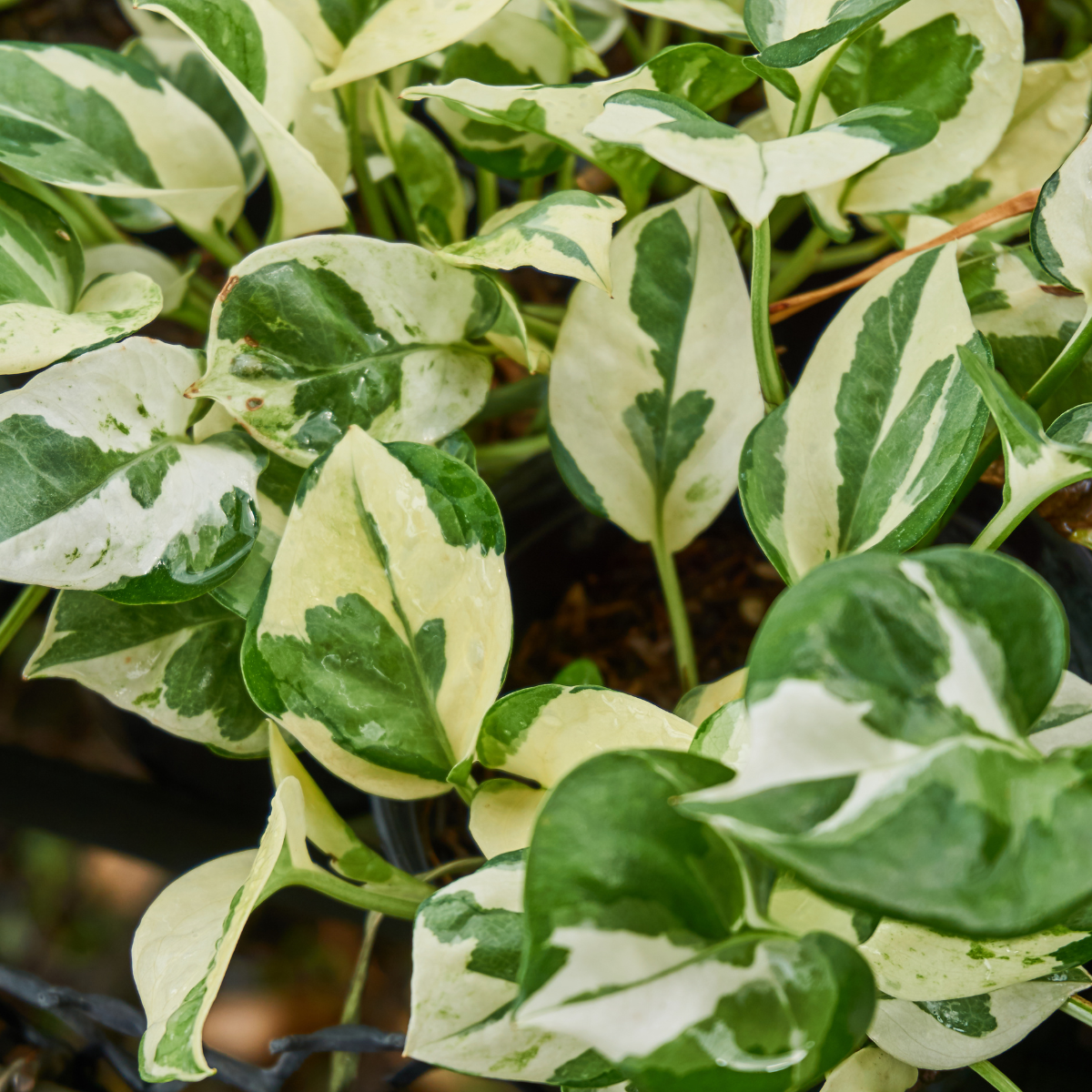 Epipremnum aureum &