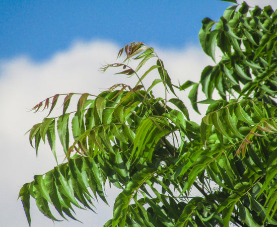 Azadirachta indica ★ NEEM TREE