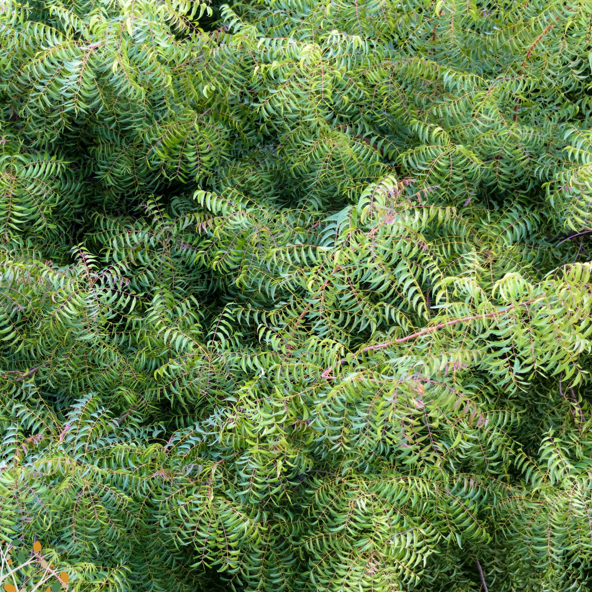 Azadirachta indica ★ NEEM TREE