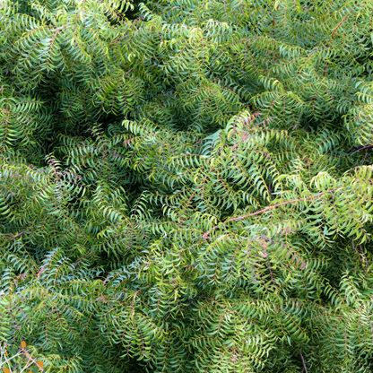 Azadirachta indica ★ NEEM TREE
