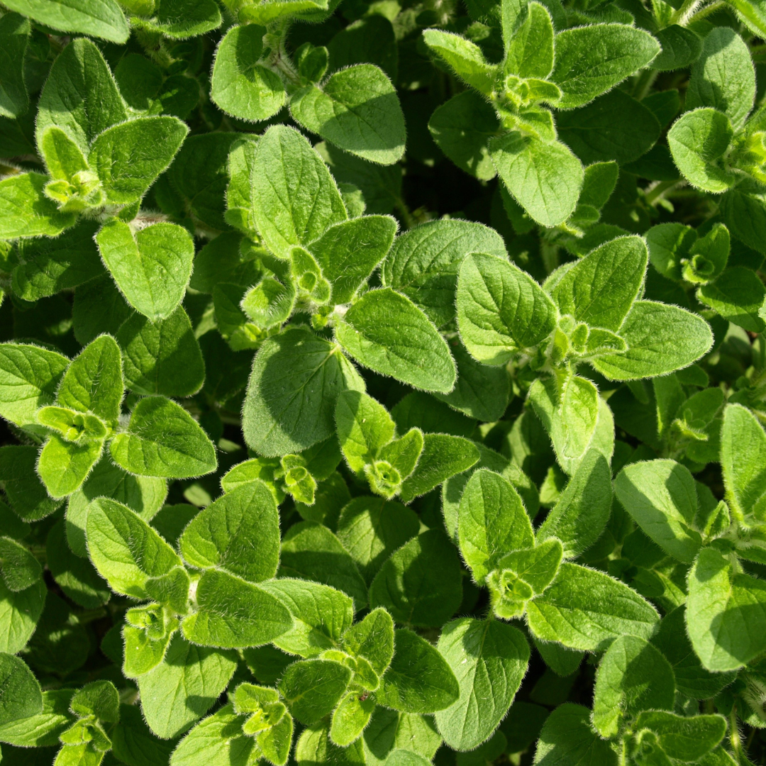 Origanum vulgare ★ Oregano