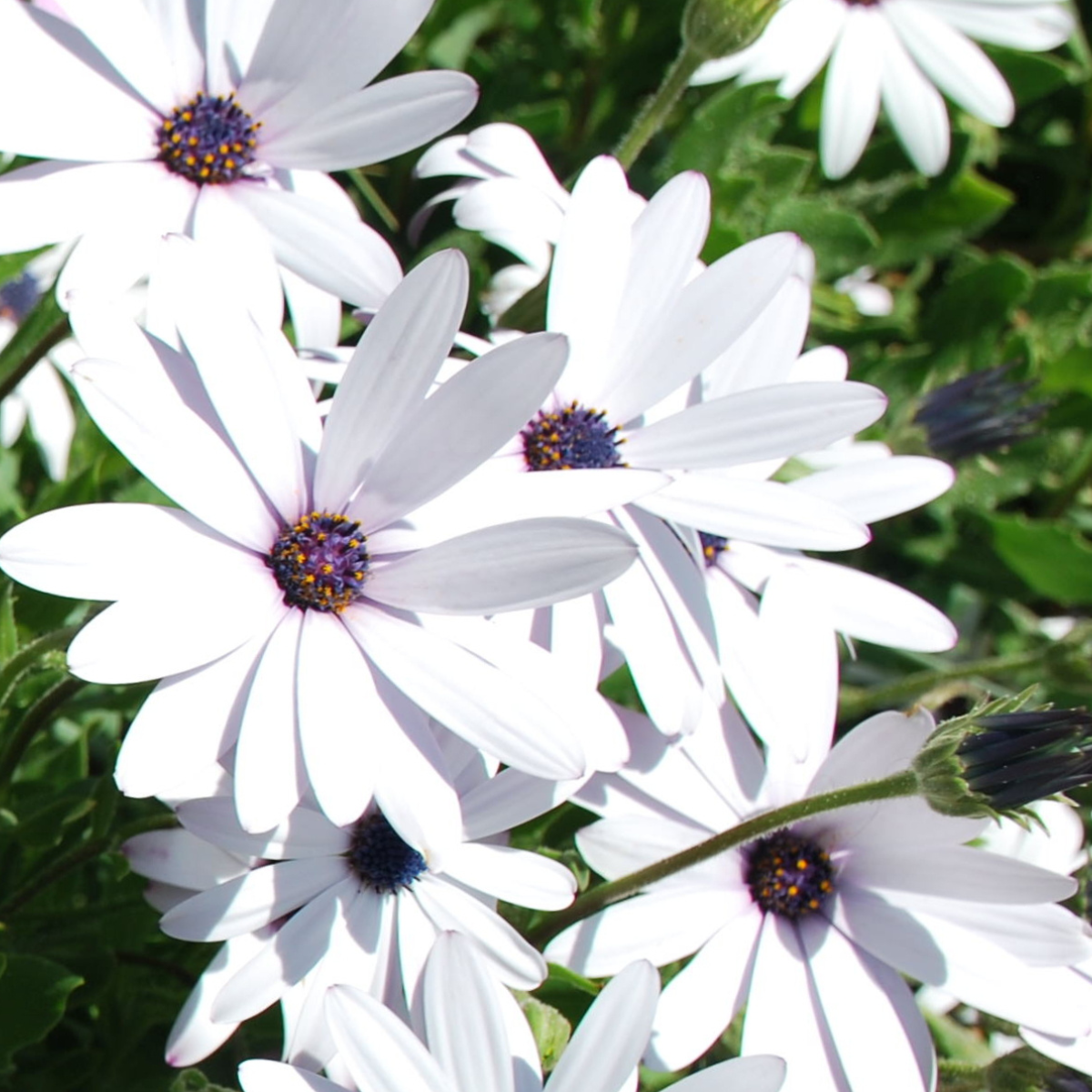 Osteospermum sp ★ AFRICAN DAISY