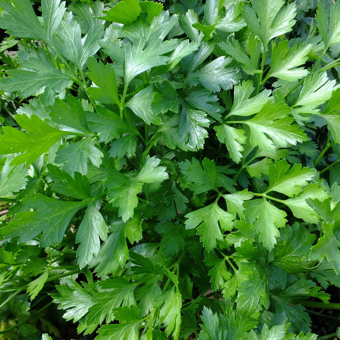 Petroselinum crispum ★ PARSLEY