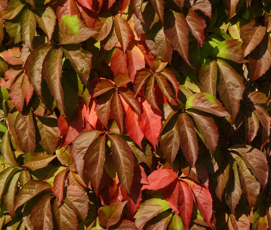 Parthenocissus quinquefolia ★ VIRGINIA CREEPER