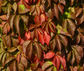 Parthenocissus quinquefolia ★ VIRGINIA CREEPER