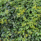 Parthenocissus quinquefolia ★ VIRGINIA CREEPER