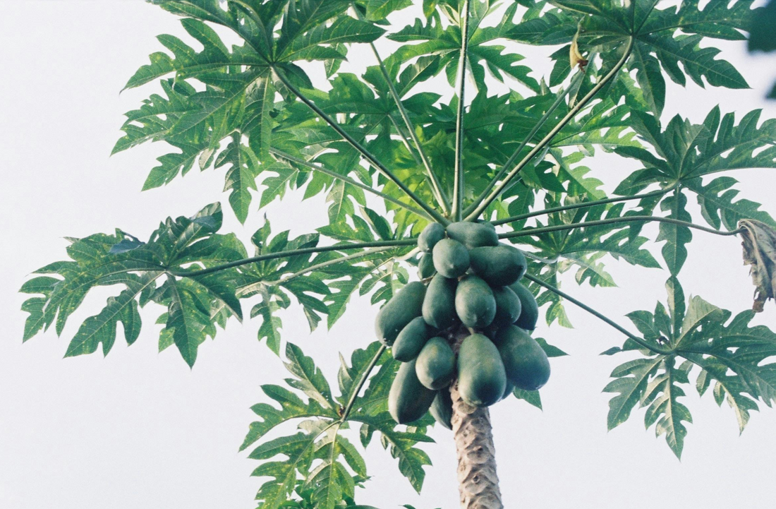 Carica papaya ★ PAWPAW
