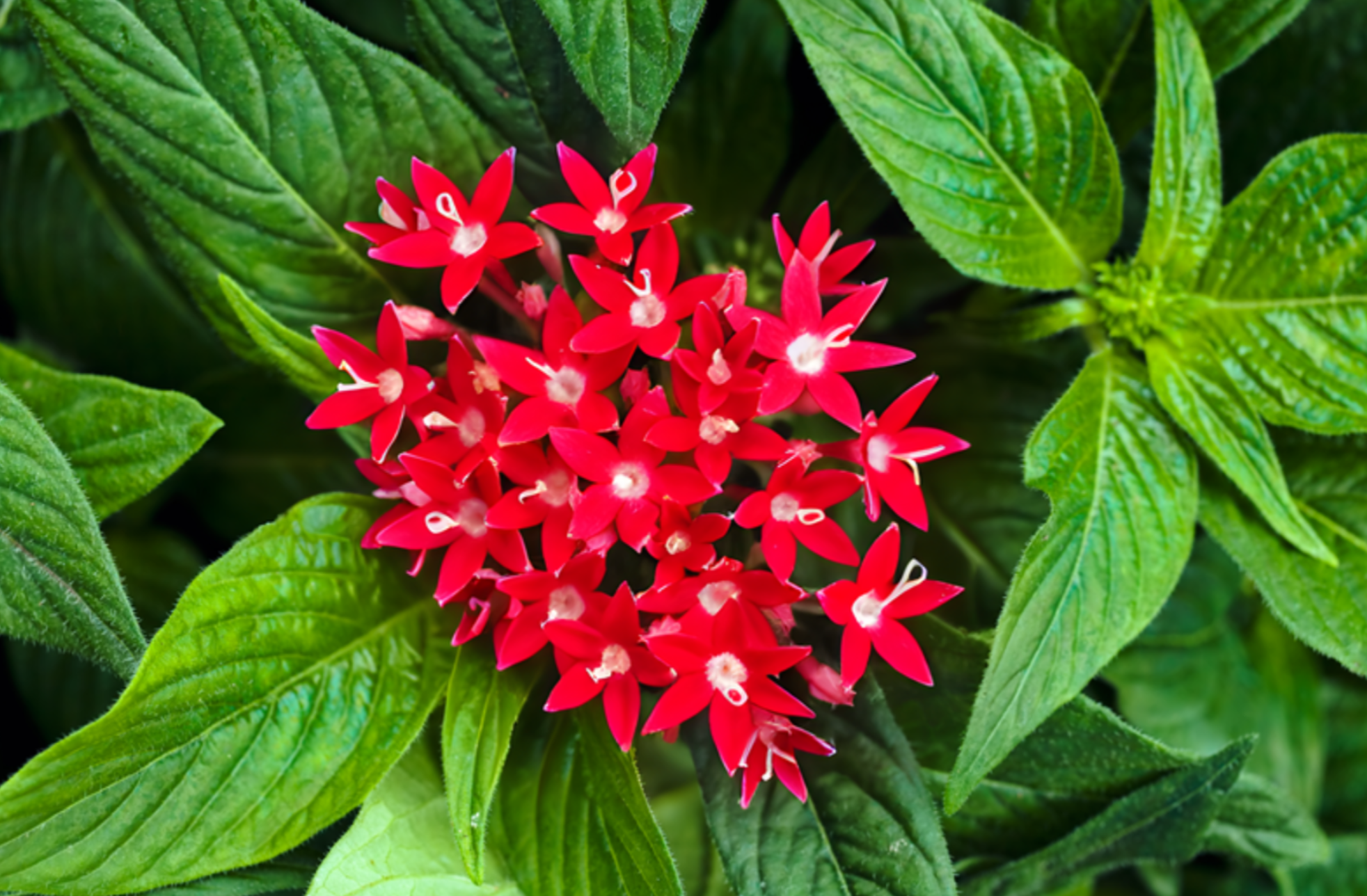 Pentas lanceolata ★ EGYPTIAN STAR FLOWER