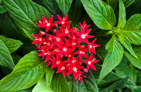 Pentas lanceolata ★ EGYPTIAN STAR FLOWER