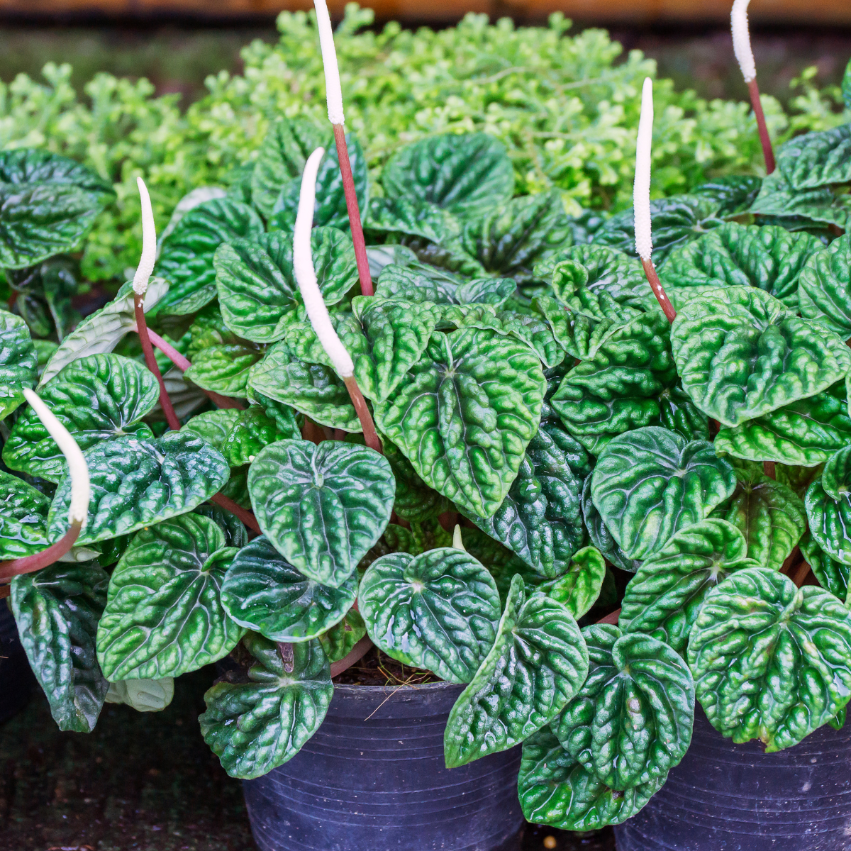 Peperomia caperata ★ EMERALD RIPPLE PEPEROMIA