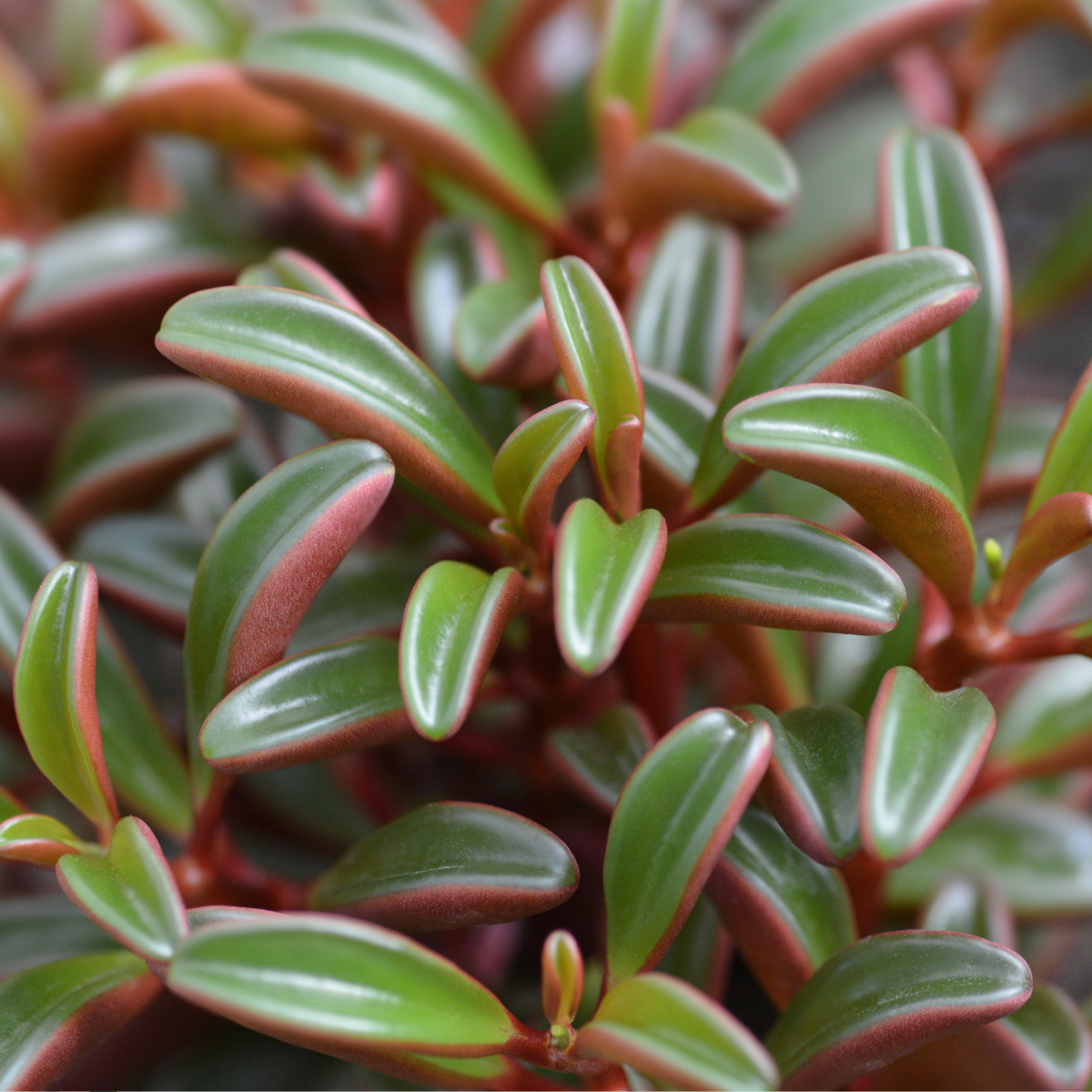 Peperomia graveolens ★ RUBY GLOW