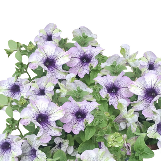 Petunia × atkinsiana ★ GARDEN PETUNIA