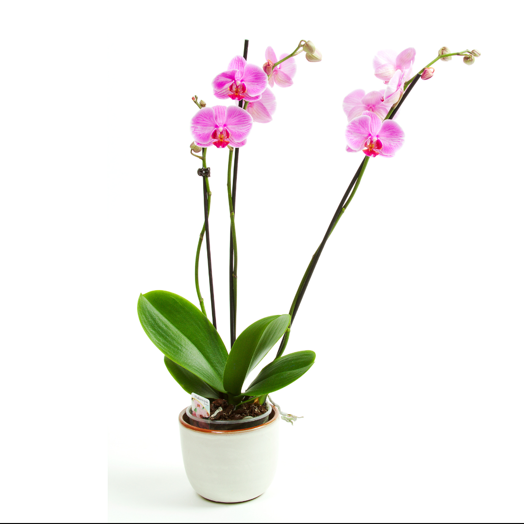 Phalaenopsis spp. ★ MOTH ORCHID