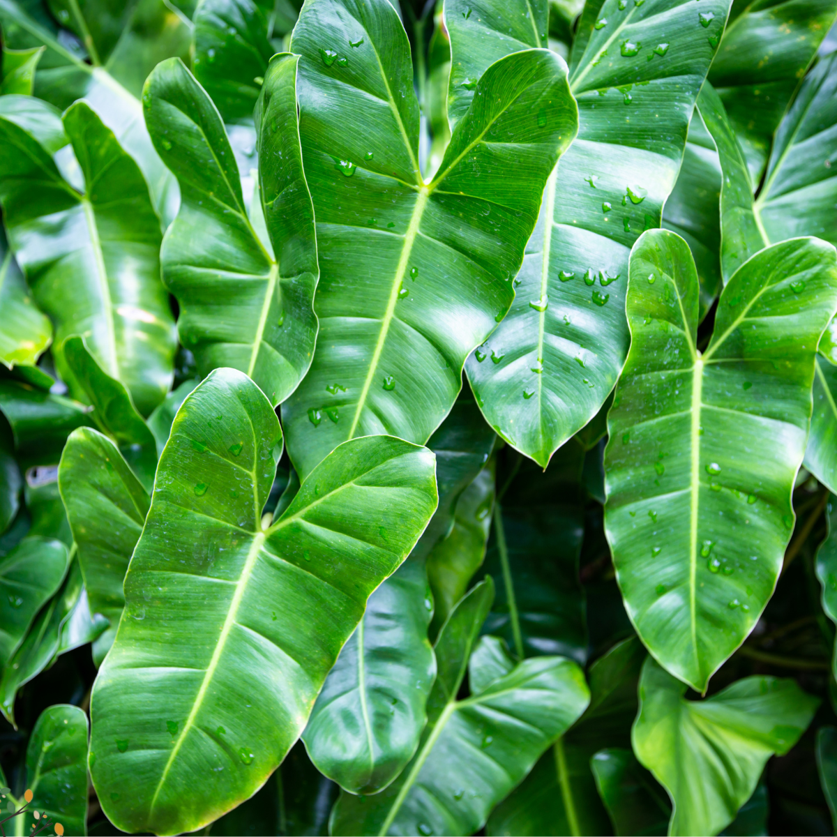 Philodendron burle-marxii