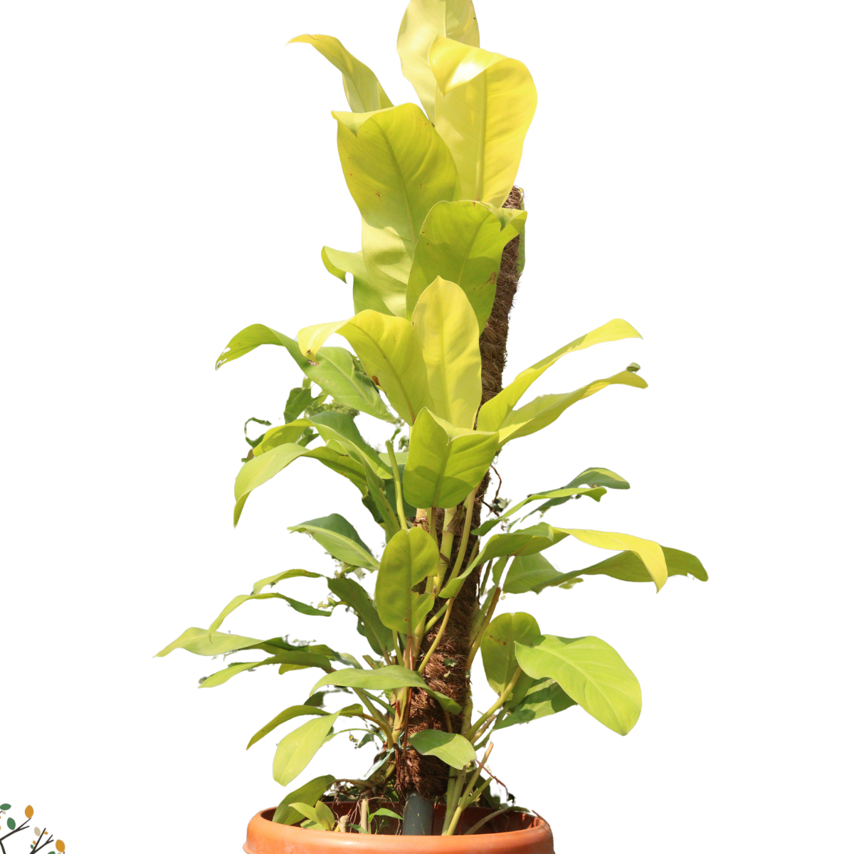 Philodendron &