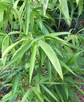 Phyllostachys aureosulcata ★ YELLOW GROOVE BAMBOO