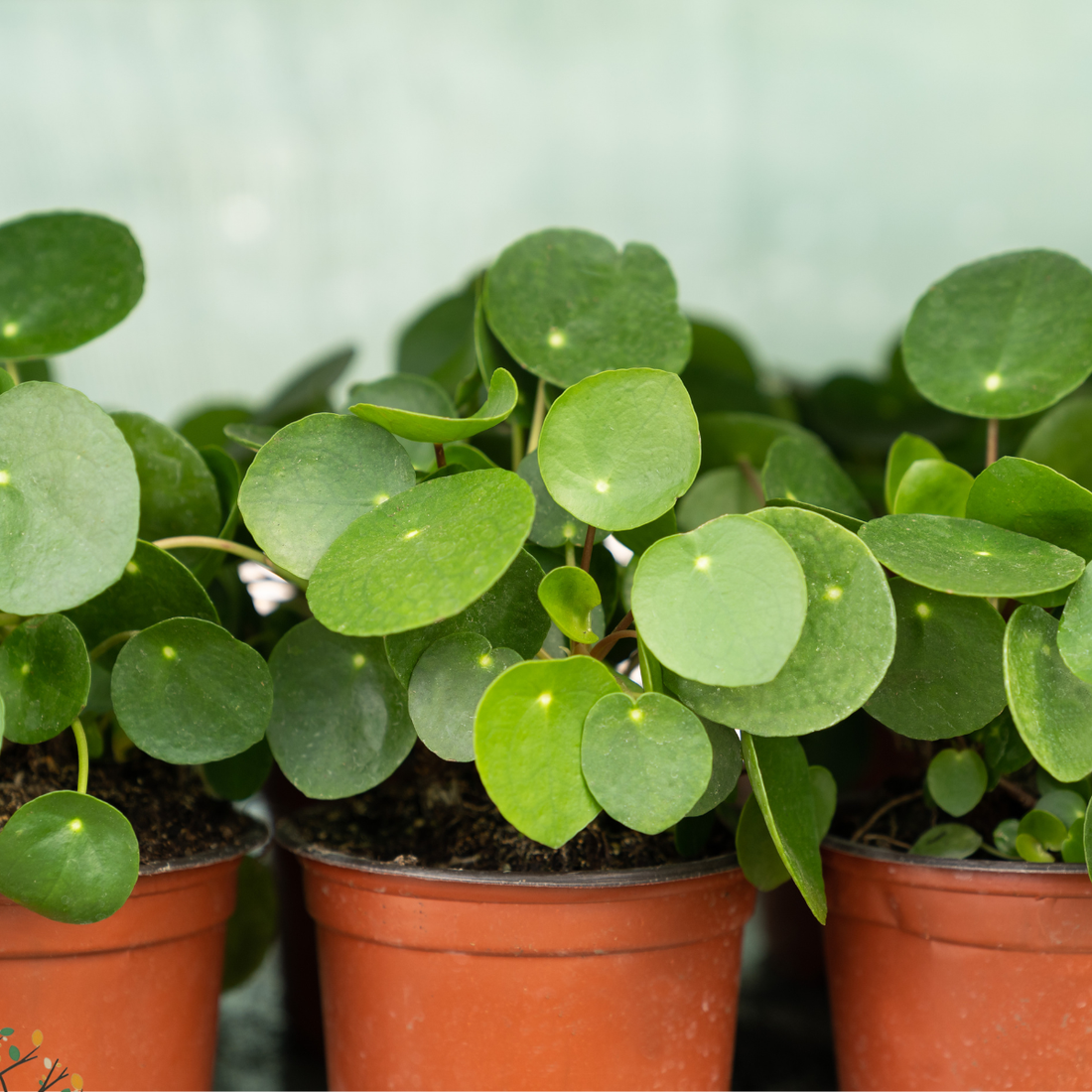 Pilea peperomioides ★ CHINESE MONEY PLANT