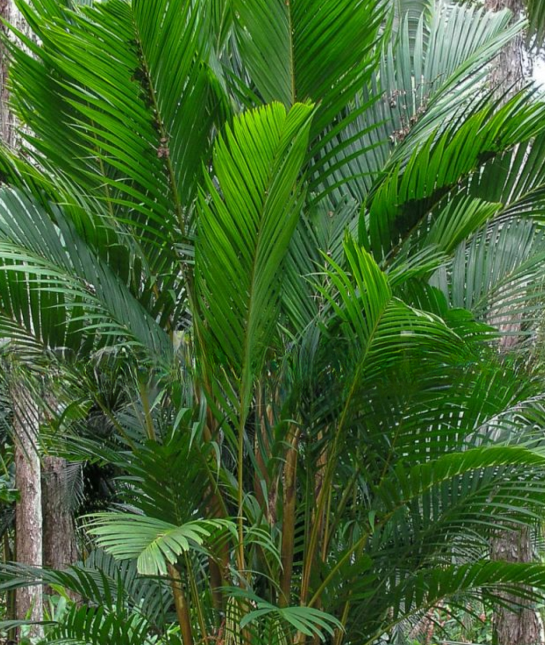 Pinanga coronata ★ IVORY CANE PALM