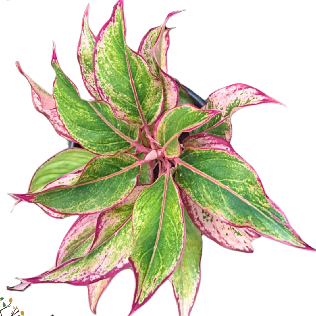 Aglaonema sp. ★ PINK AGLAONEMA